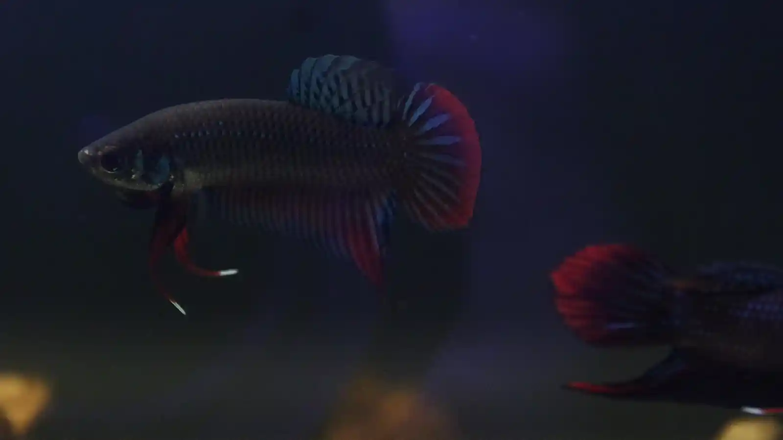 Betta imbellis species overview