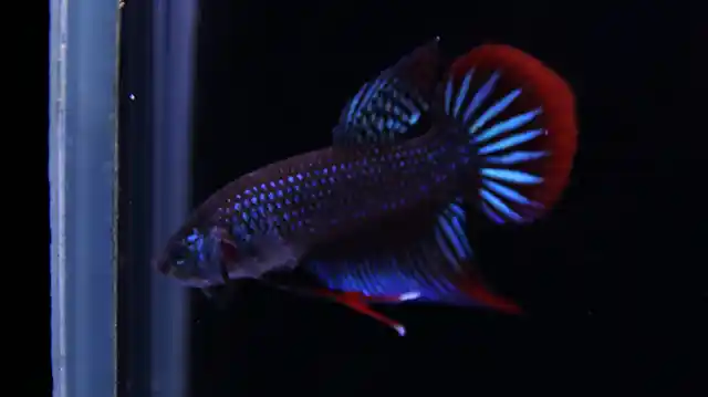 Thai wild Betta imbellis natural color