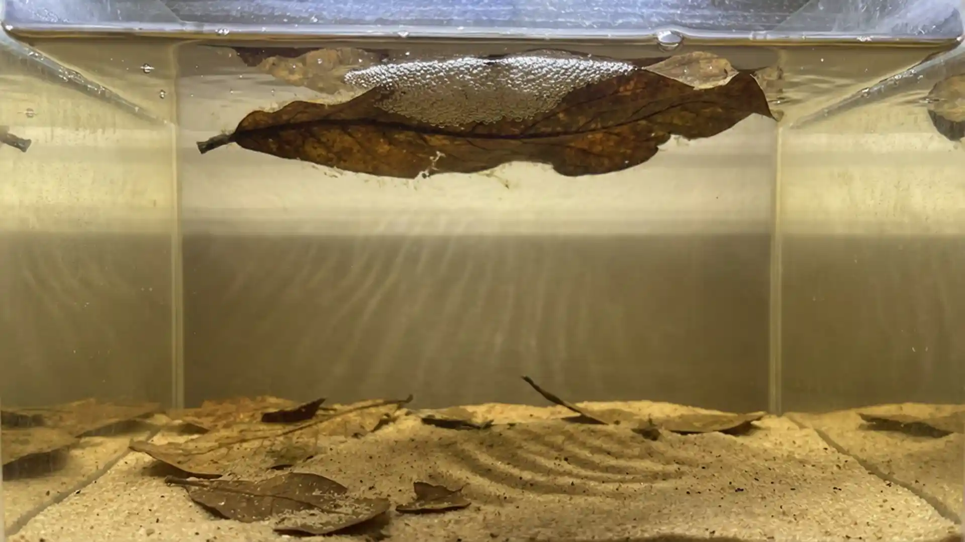 Betta imbellis care and breeding setup