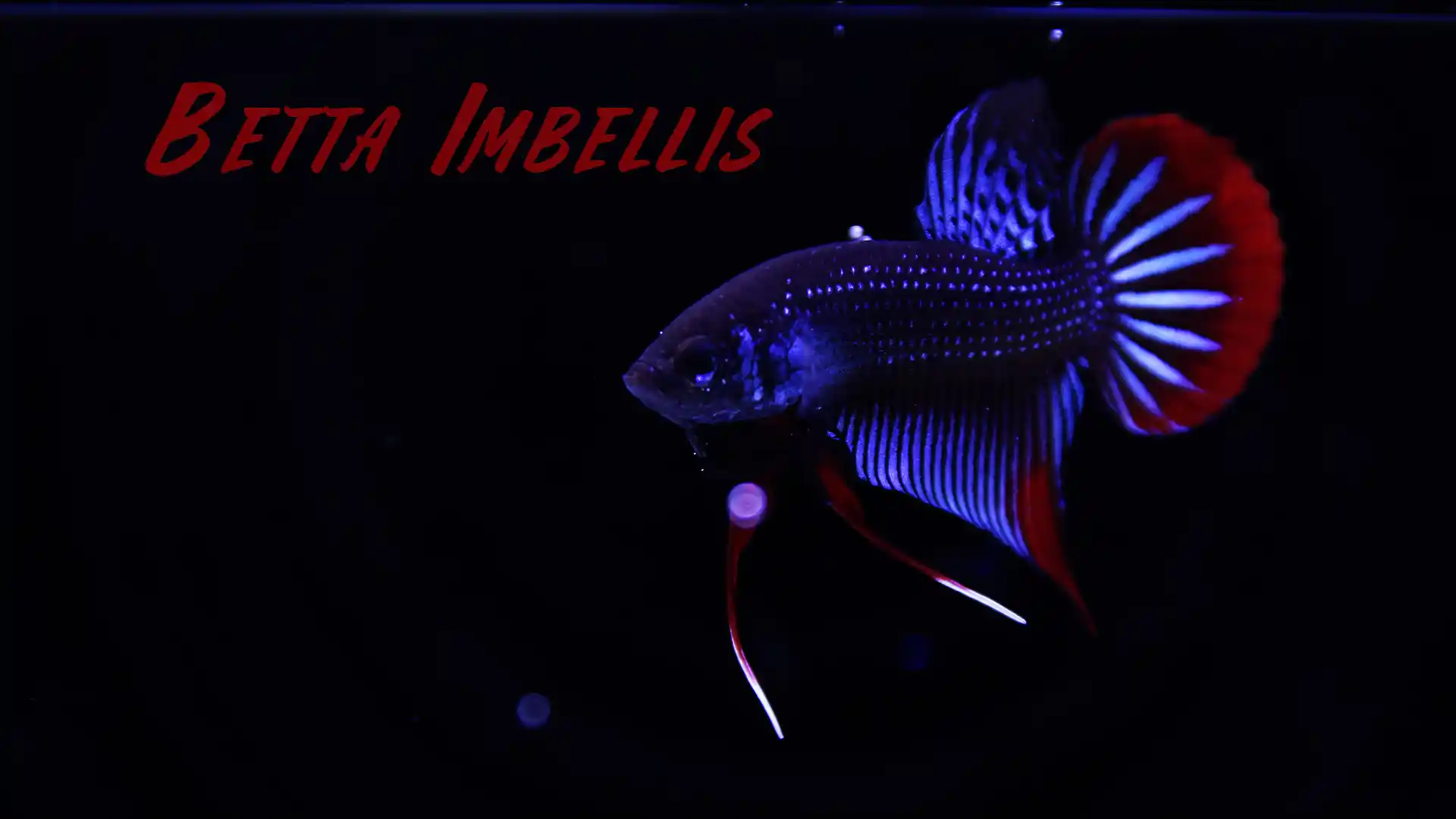 Imbellis betta breeding pair environment