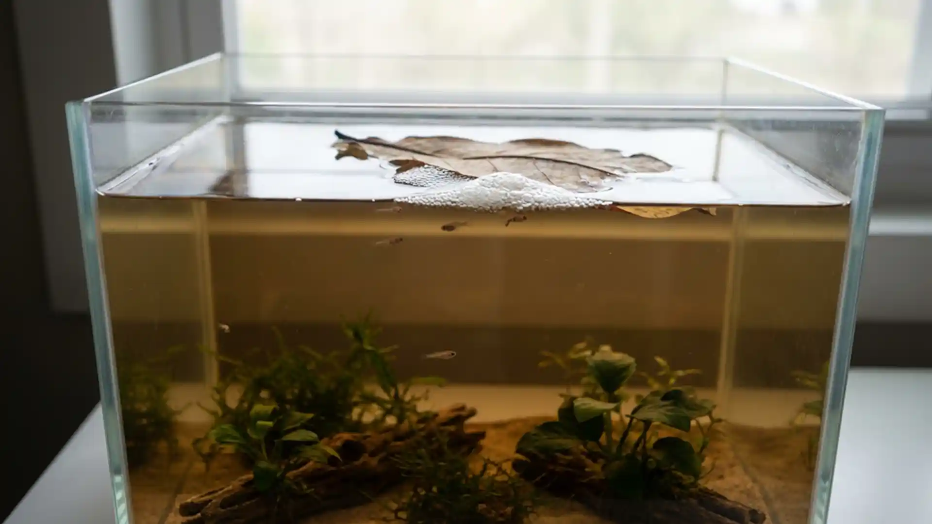 Imbellis betta bloodline breeder tank with tannin rich water