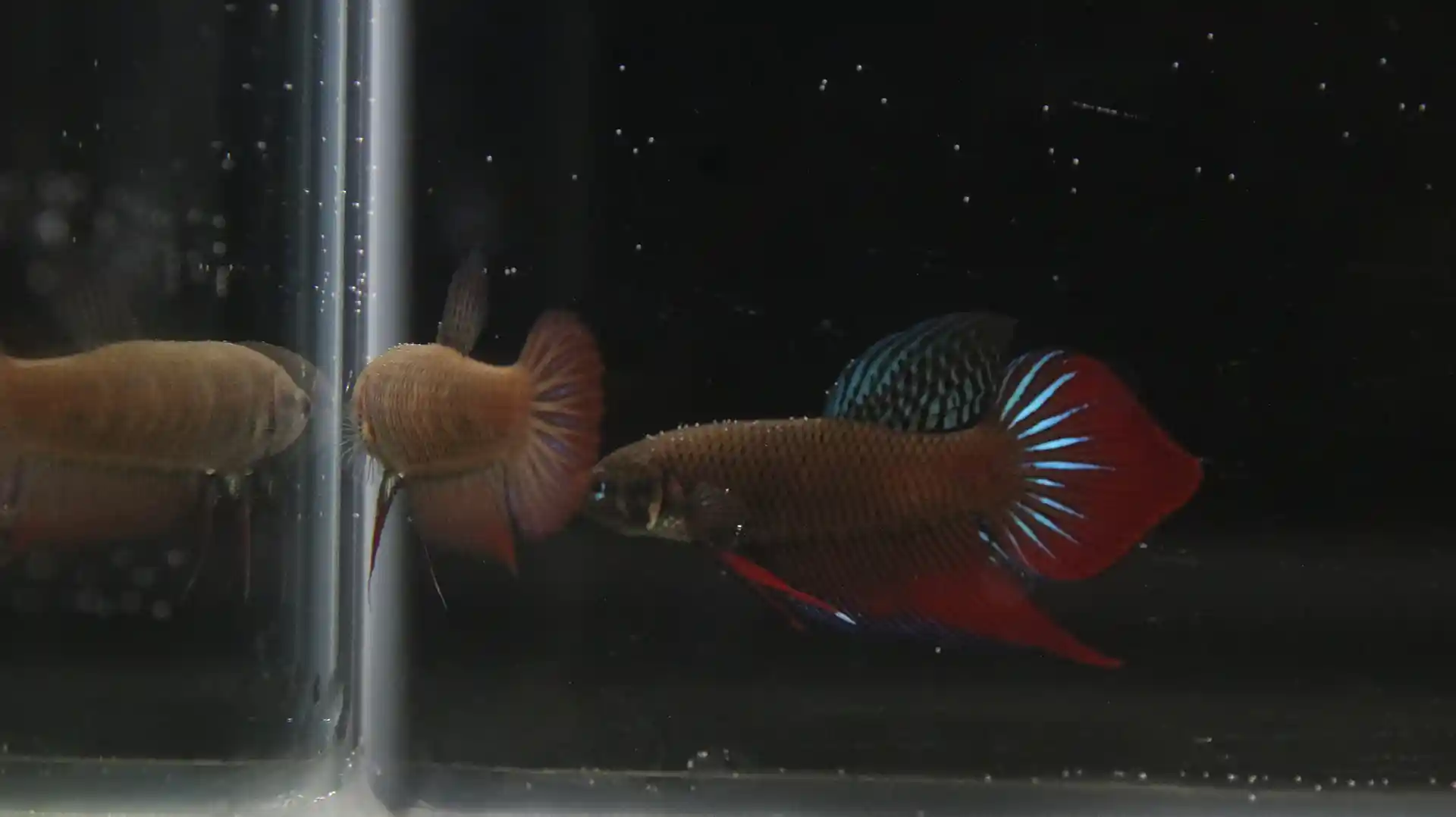 Breeding setup for Betta splendens with calm water, partial floating plant cover, and bubble nest area.