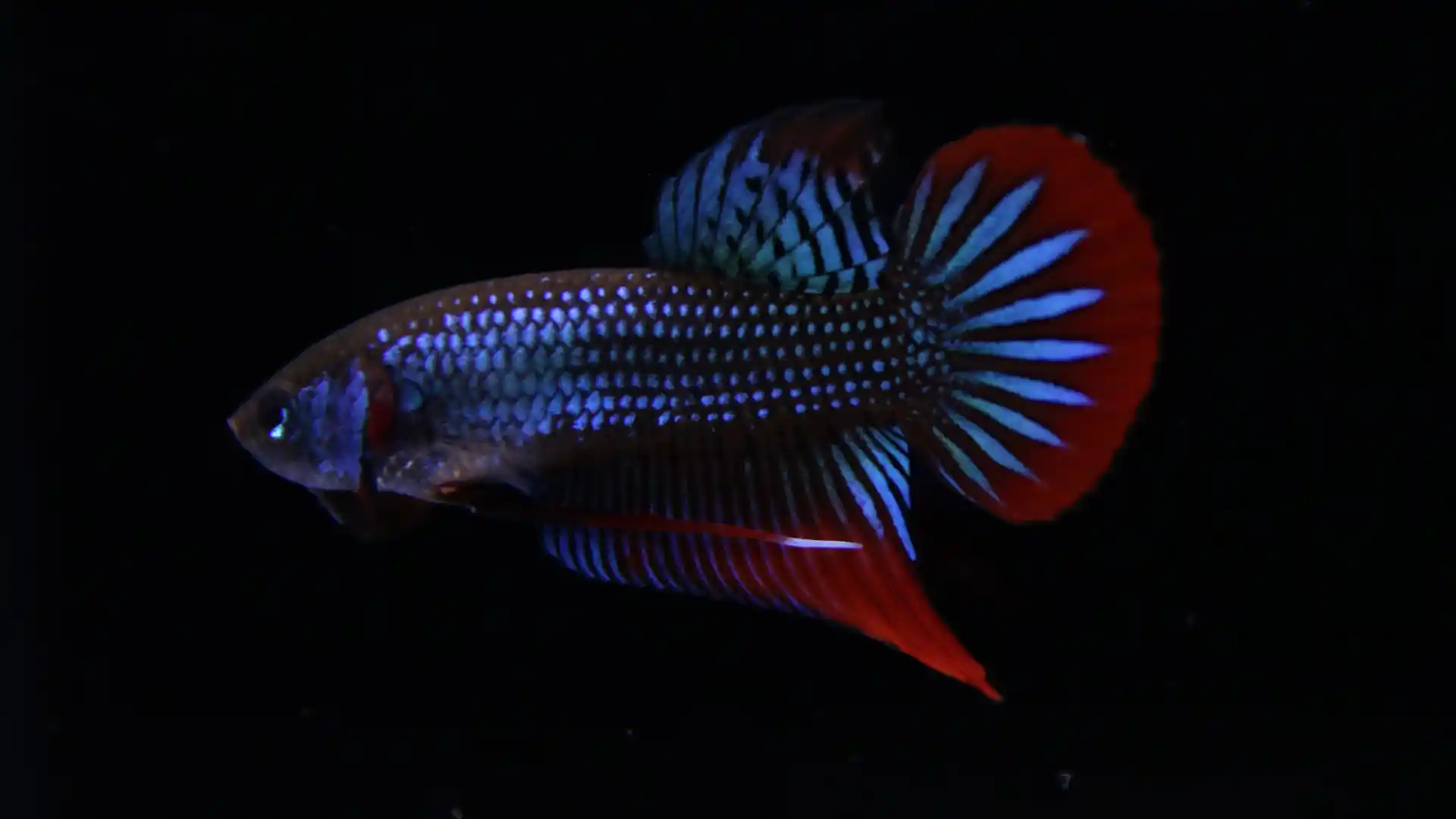 Betta imbellis peaceful wild betta from Thailand