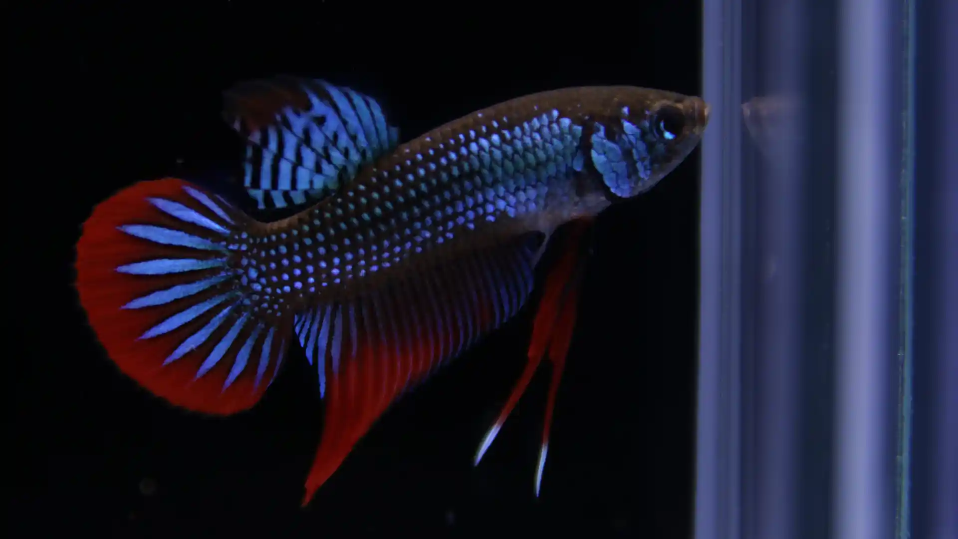 Peaceful wild betta species bubble nest breeding behavior