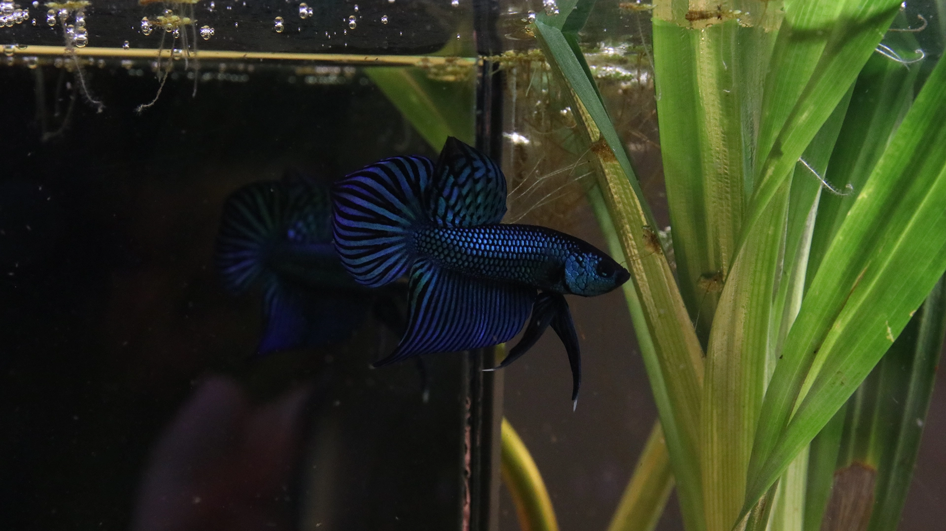 Mahachaiensis betta for sale Thailand with emerald green natural color