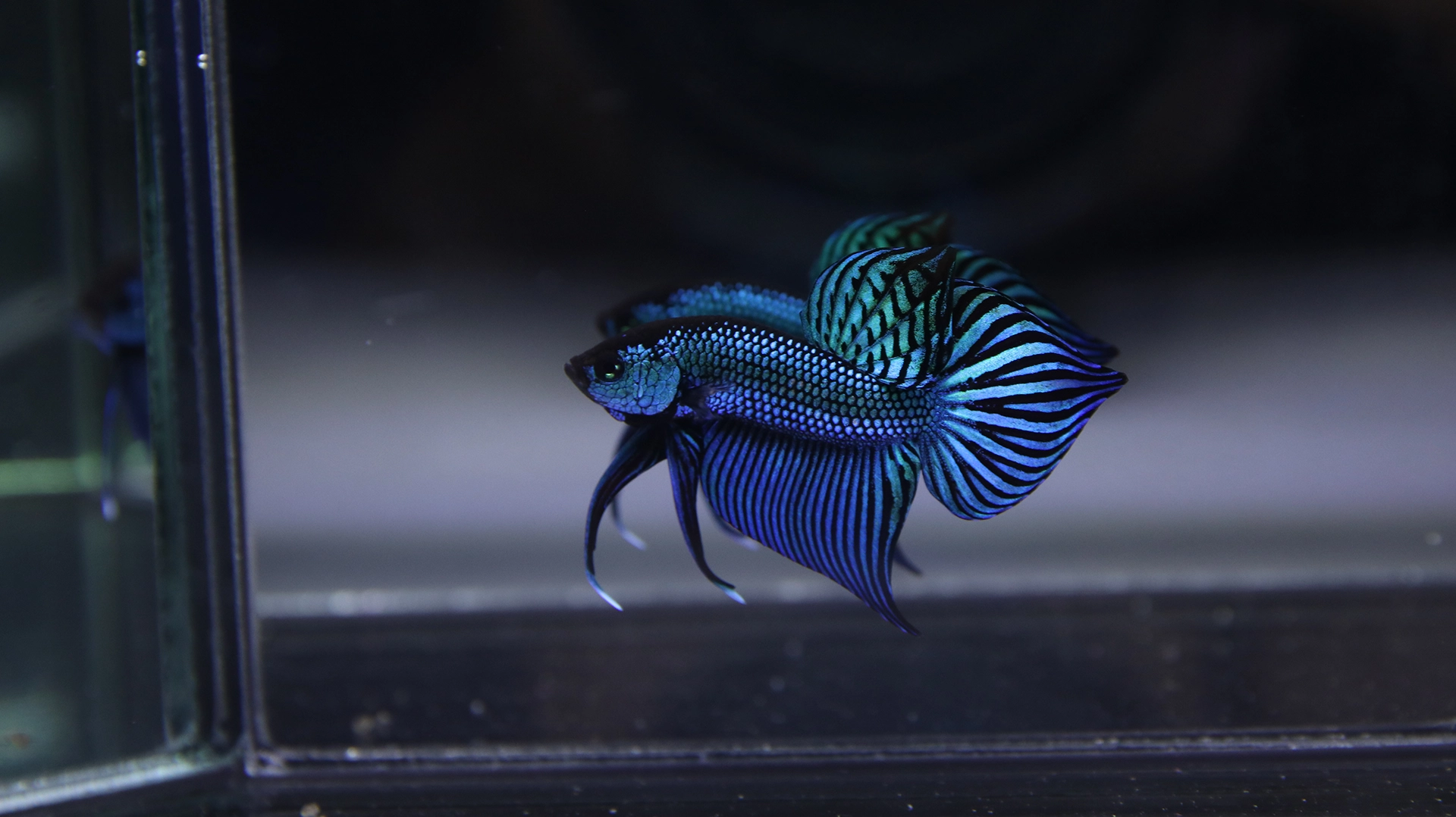 Thai wild Betta mahachaiensis in premium display condition