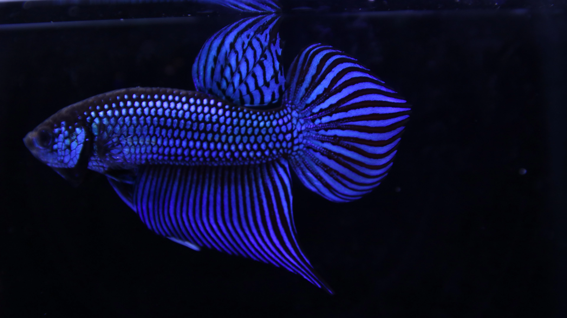 Rare wild betta bloodline from Thailand with natural coloration