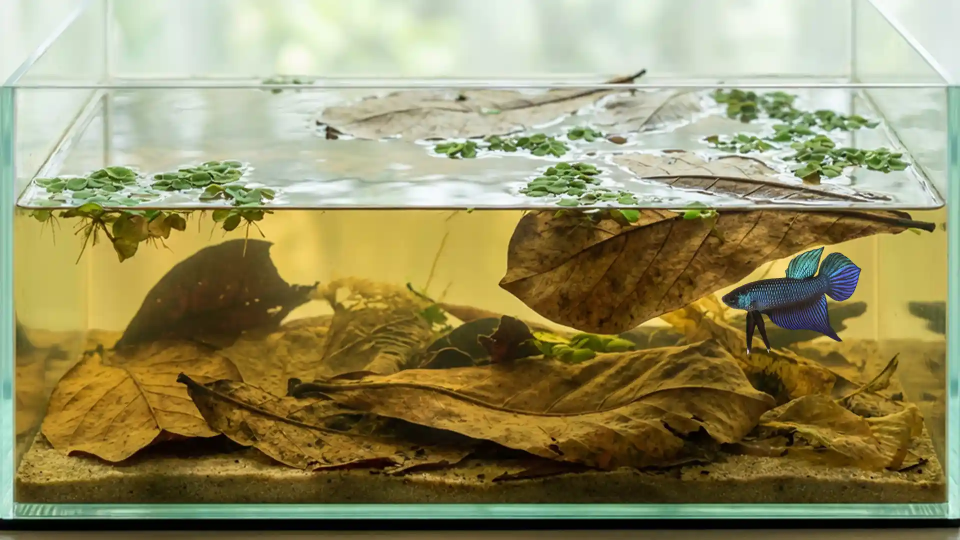 Thai wild betta breeding setup with tannin rich water