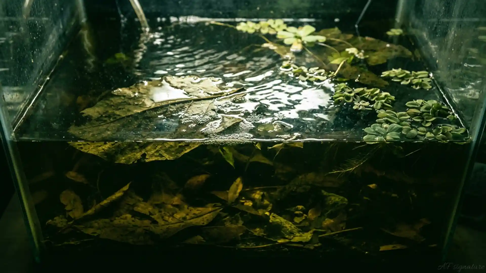 Smaragdina betta breeding failure causes in a stressed setup