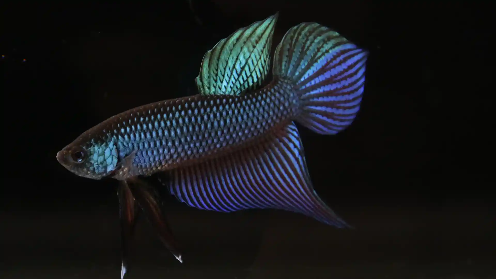 Smaragdina betta bloodline preservation breeding male