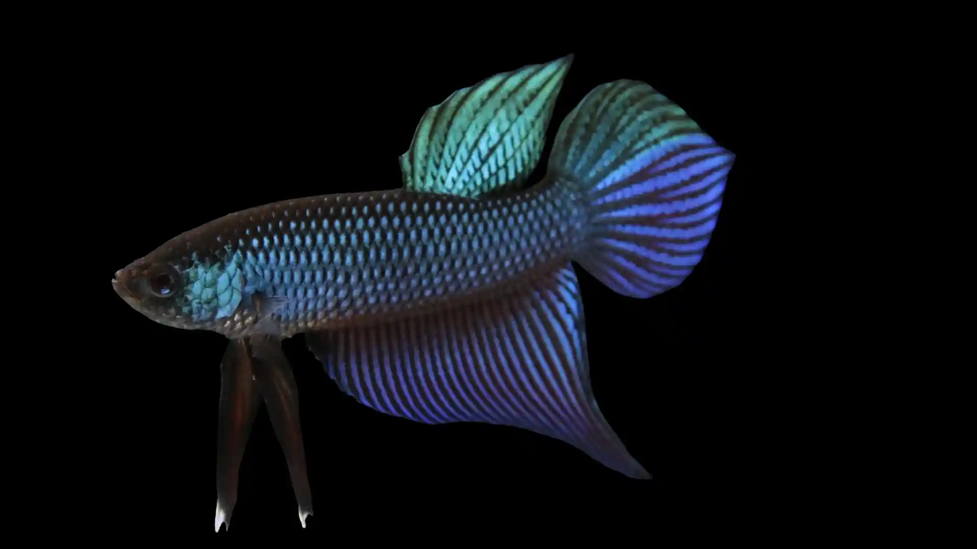 Betta smaragdina standard body form and head crown