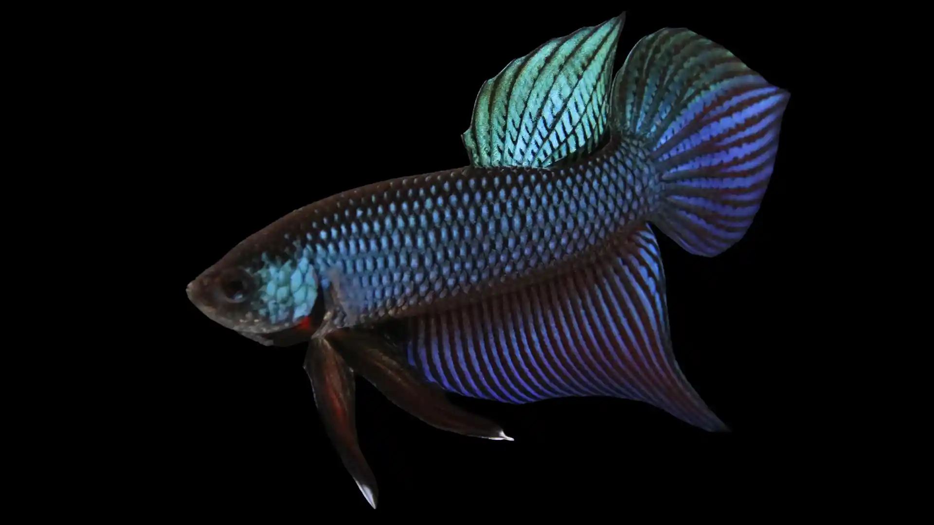 Betta smaragdina collector bloodline caudal structure