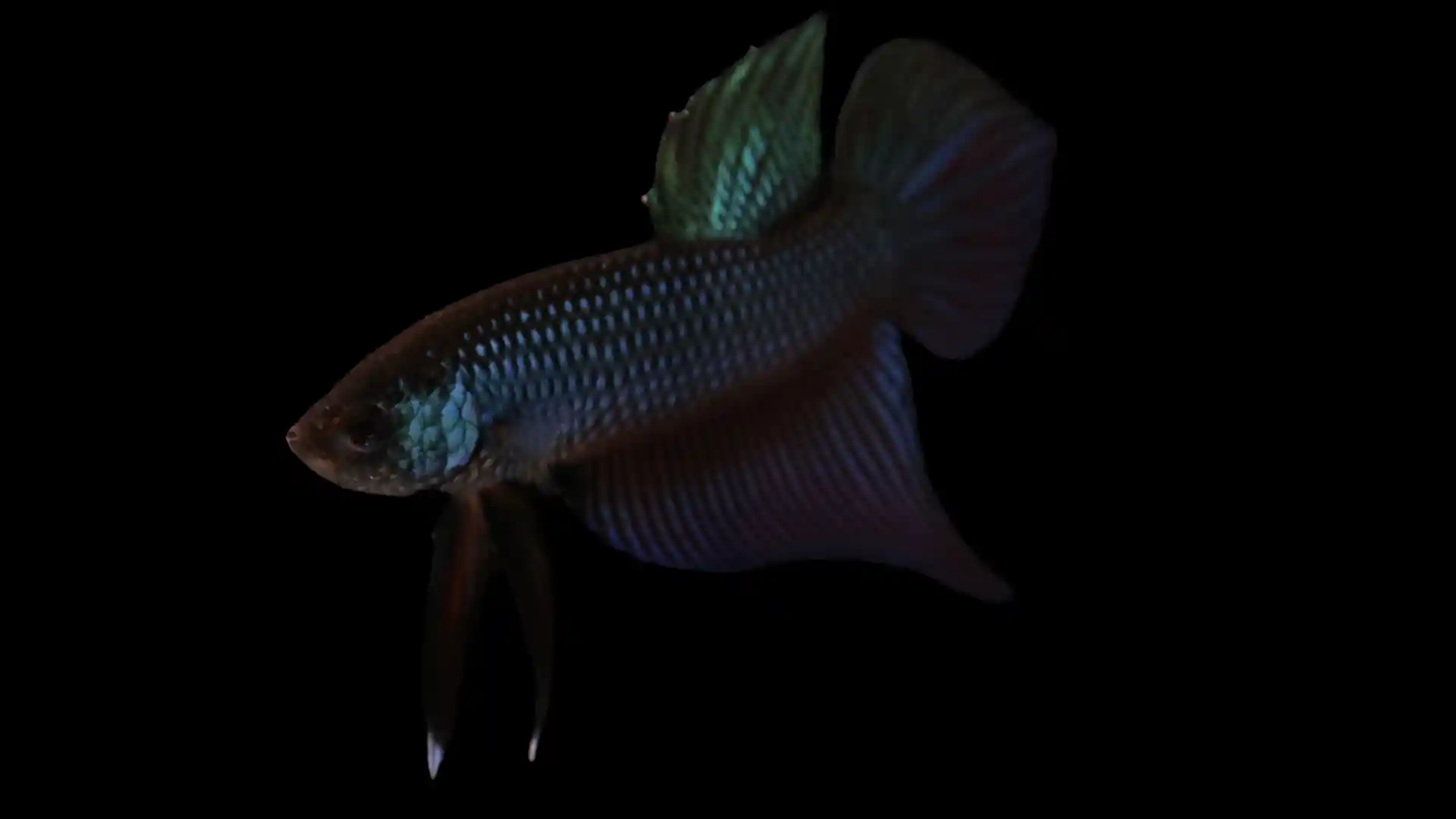 Male Betta smaragdina body color