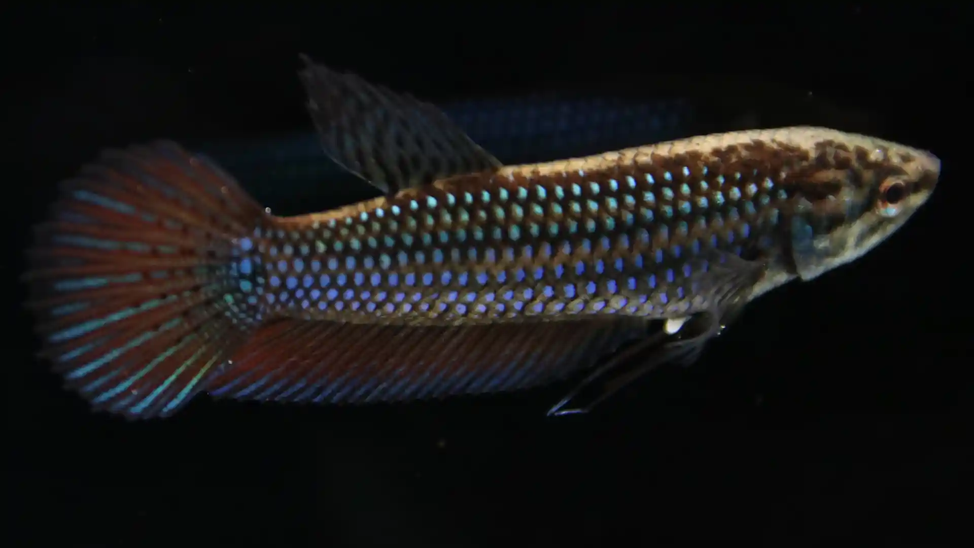 Female Betta smaragdina identification