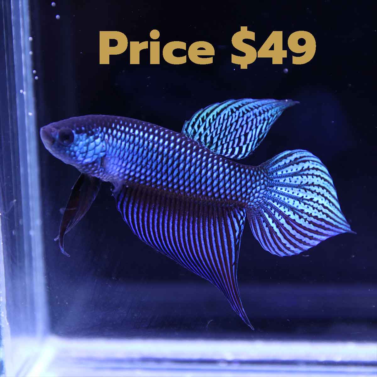 Emerald wild betta bloodline