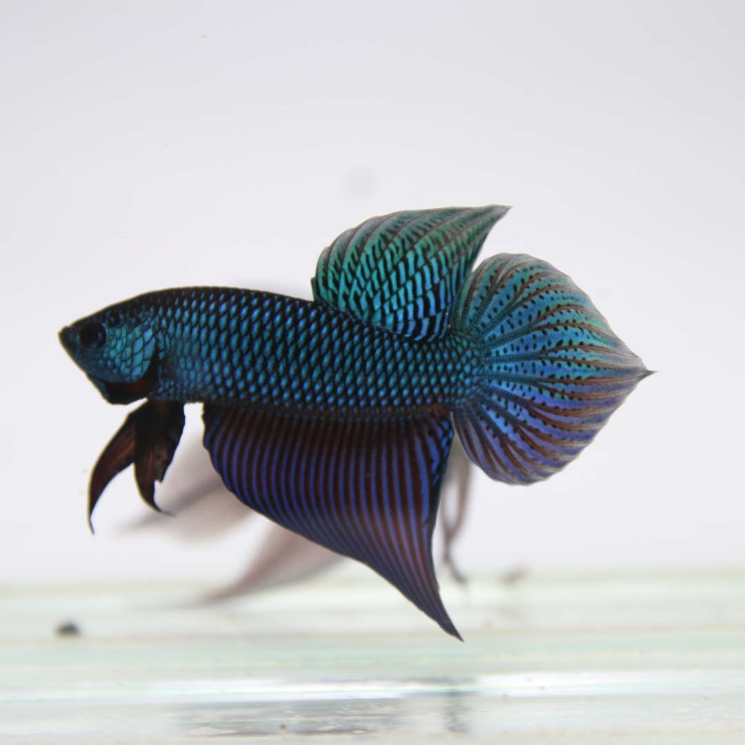 Smaragdina betta from Thailand