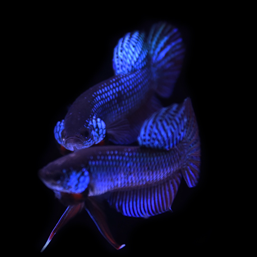 Betta smaragdina emerald wild betta