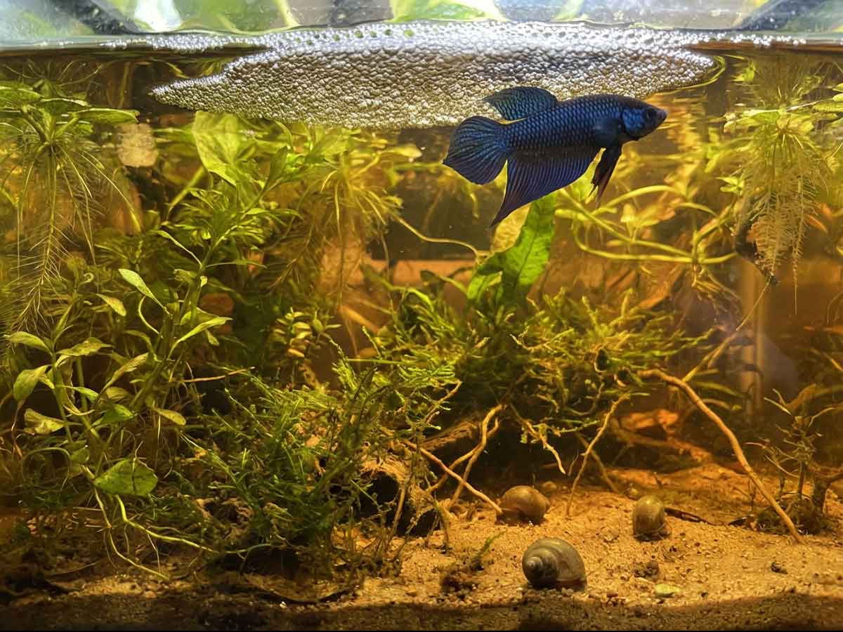 Green wild betta fish in a tannin rich natural aquarium