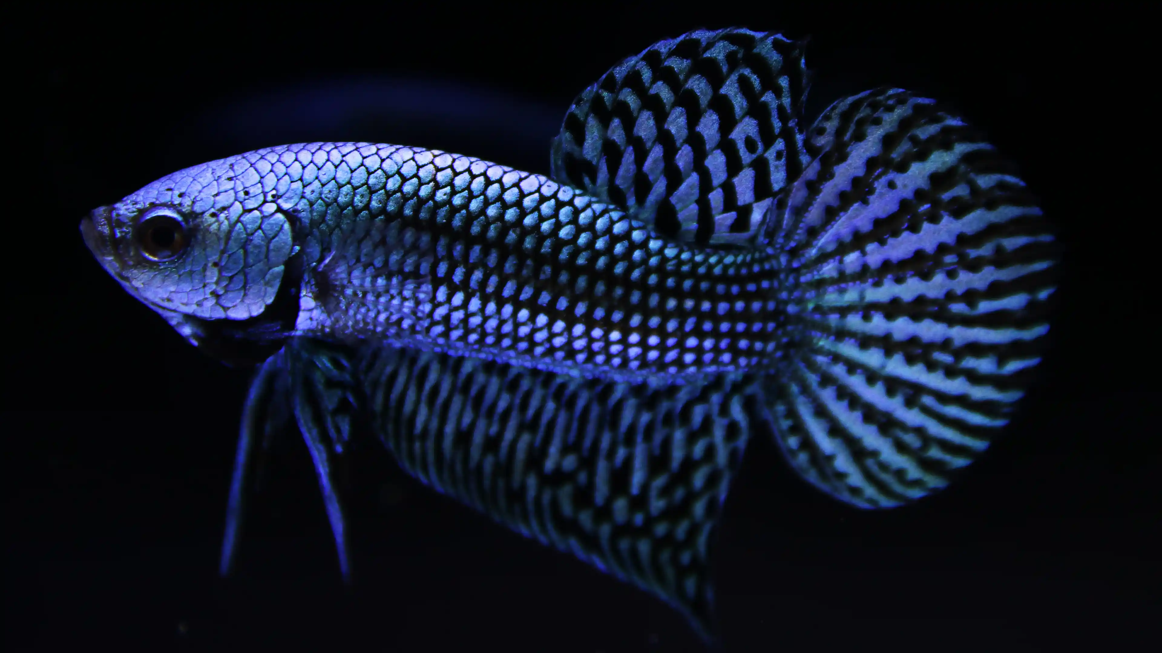 High-end Thai betta fish collector specimen 10