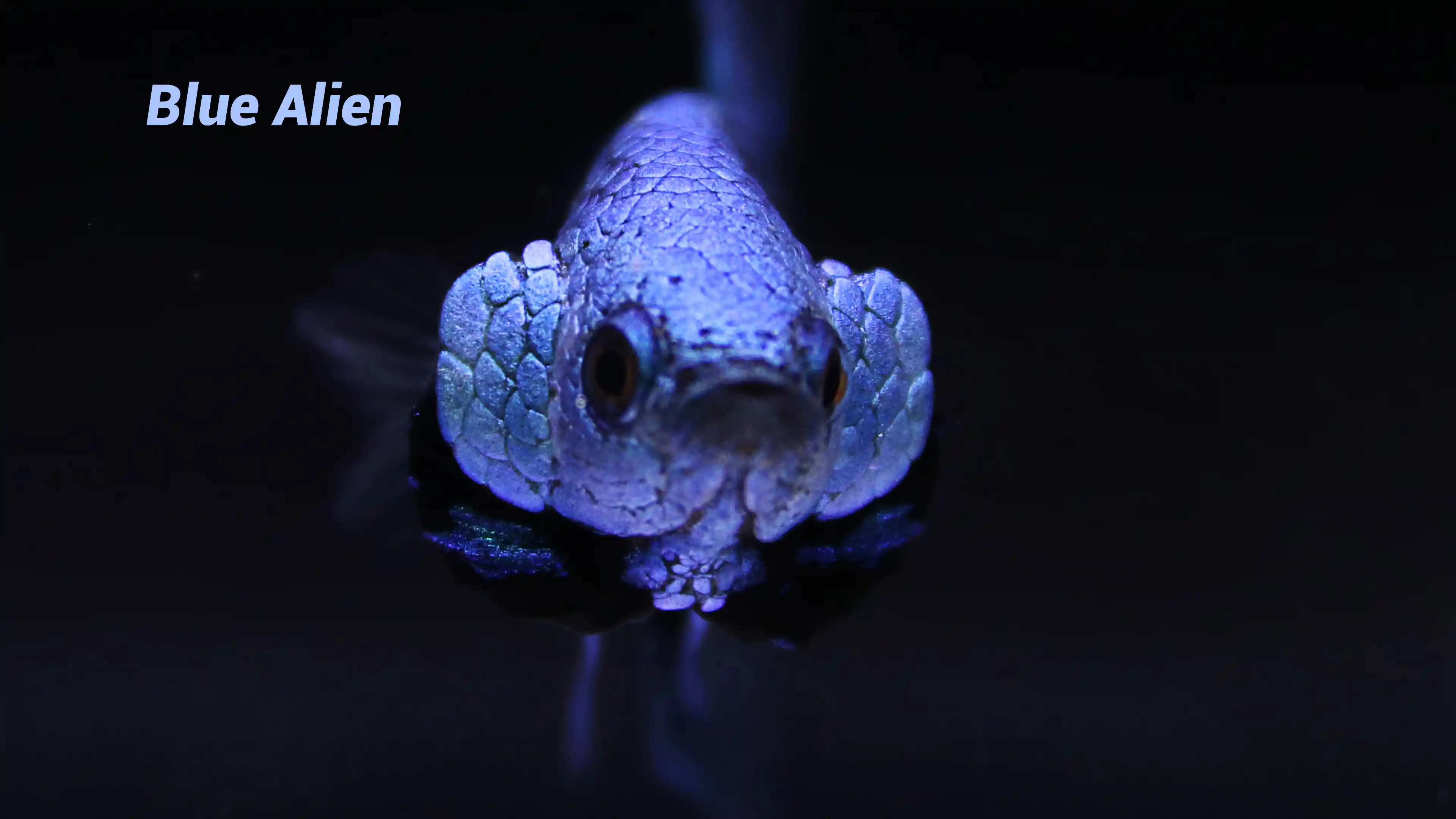 High-end Thai betta fish collector specimen 11