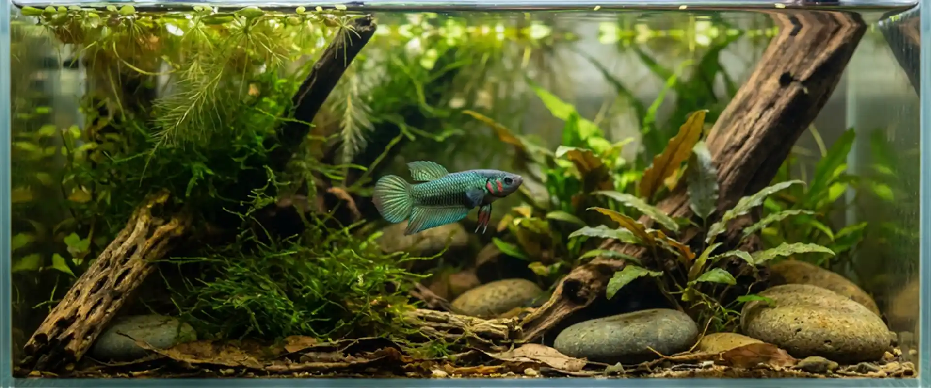 High-end Thai betta fish collector specimen 2