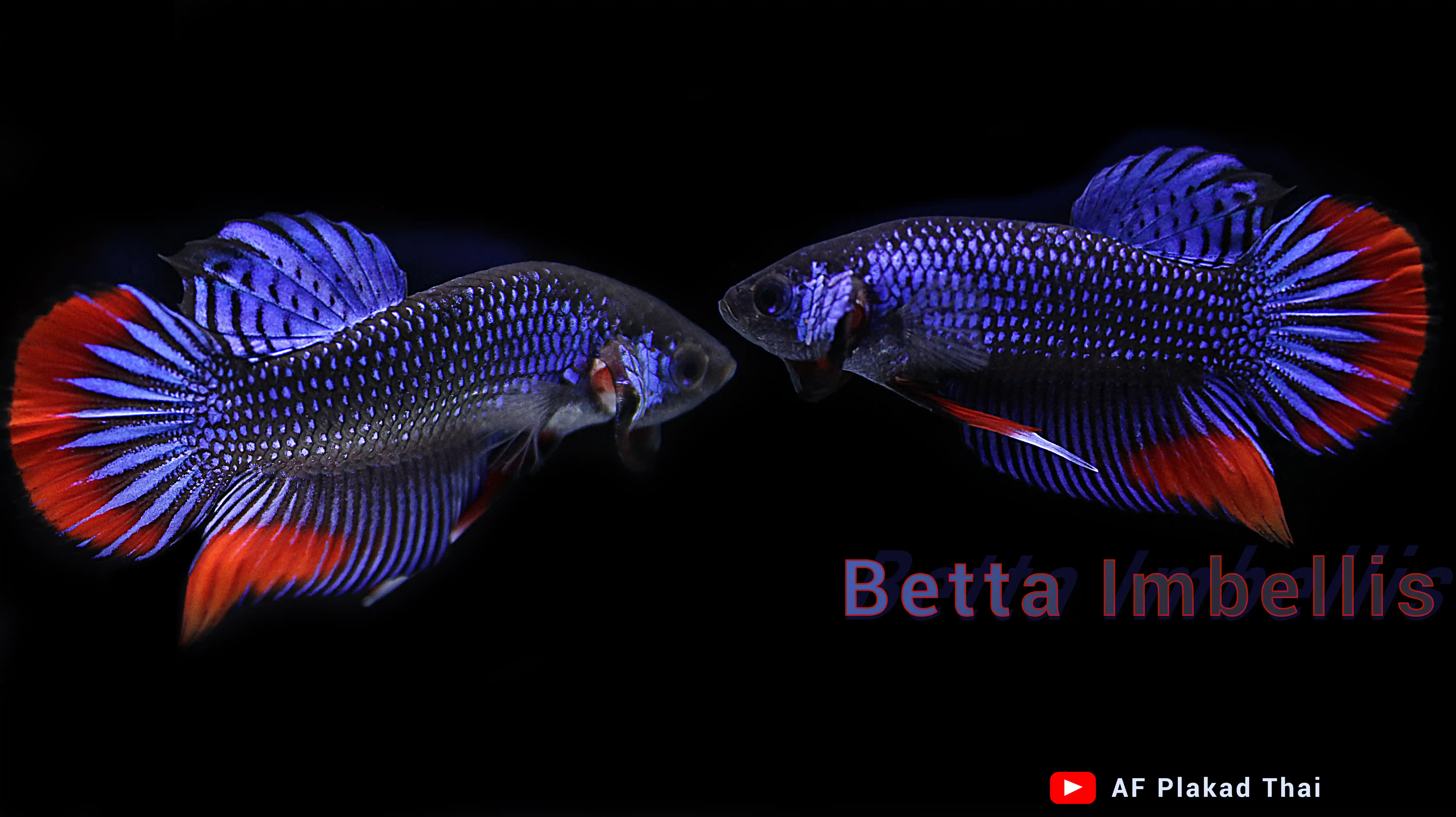 High-end Thai betta fish collector specimen 6