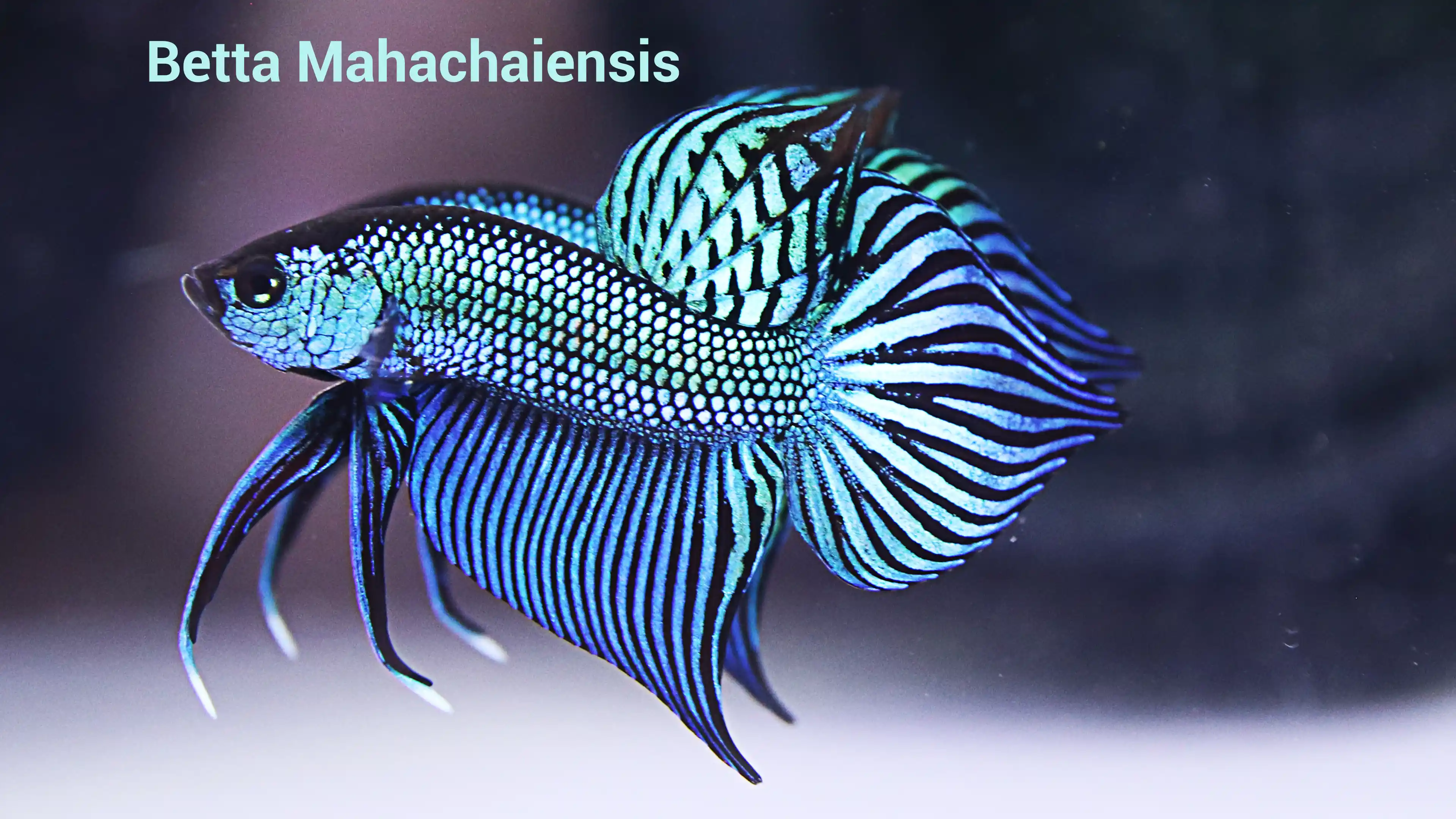 High-end Thai betta fish collector specimen 7