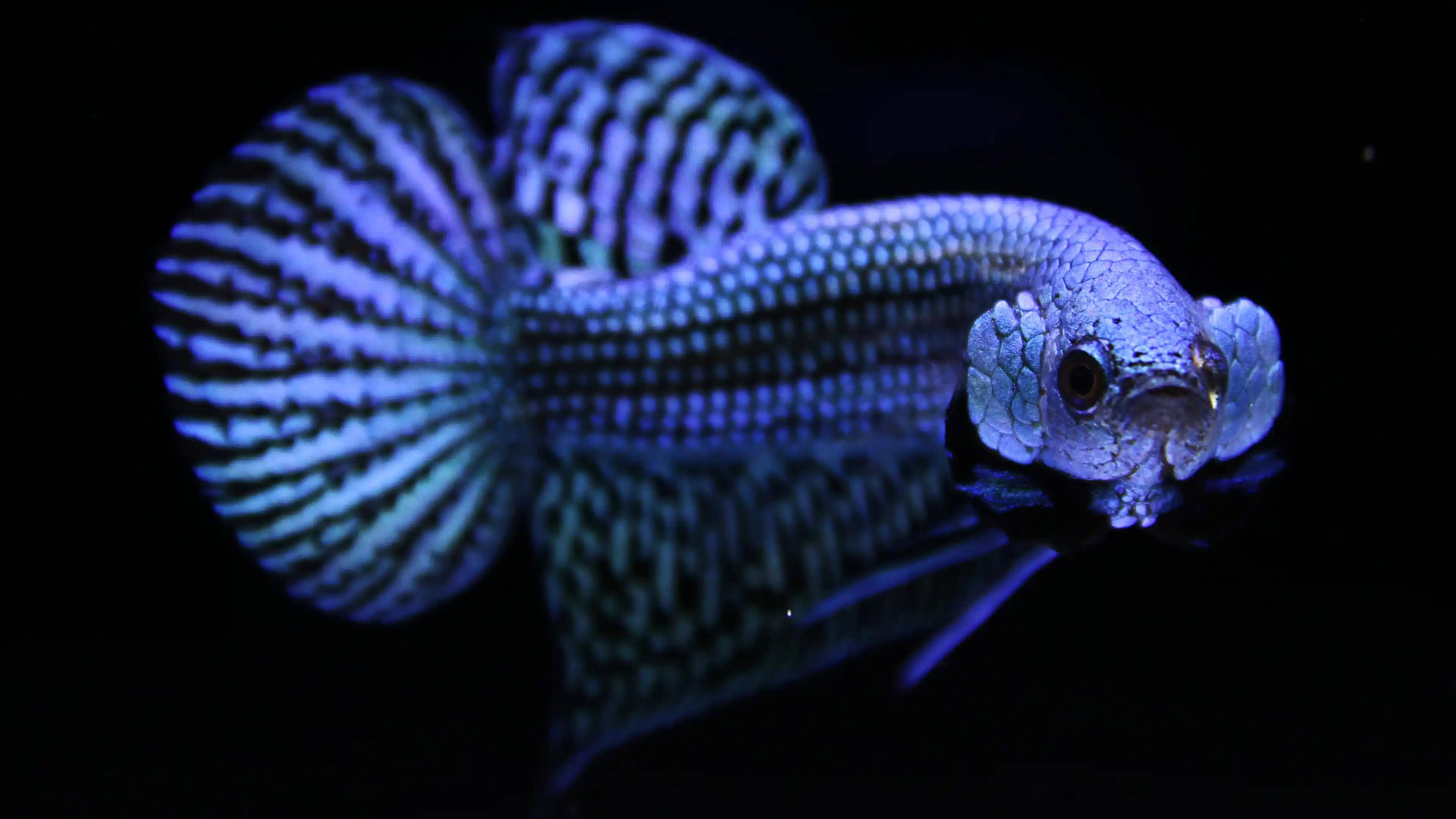 High-end Thai betta fish collector specimen 9