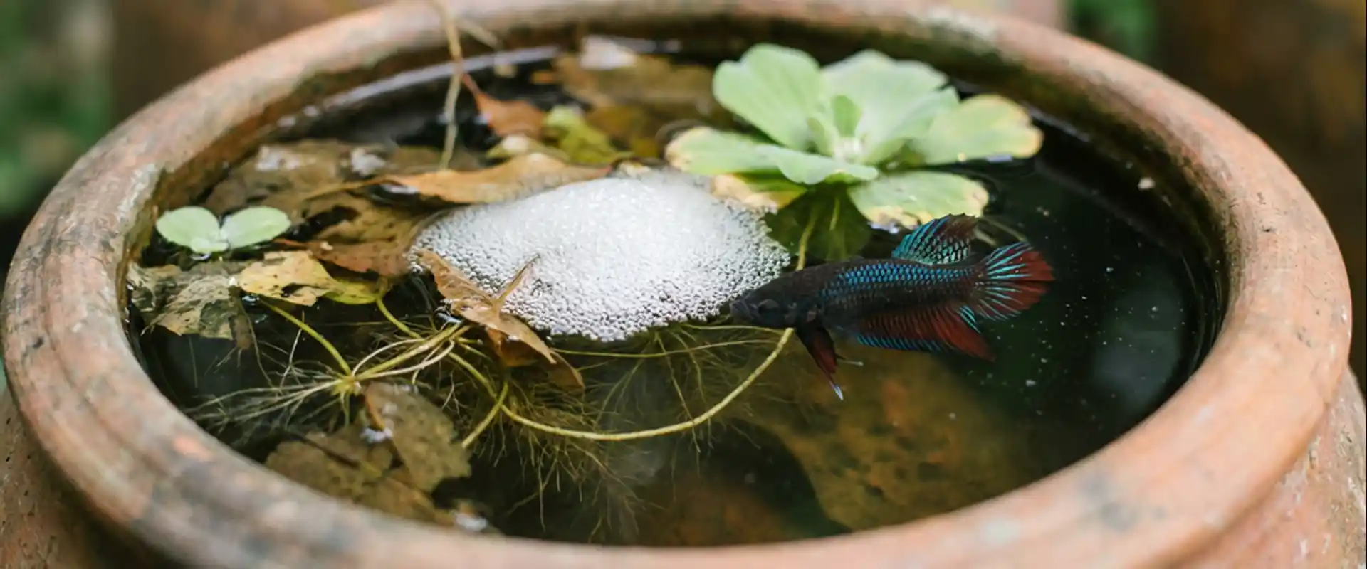 Thai wild betta origin habitat-style image