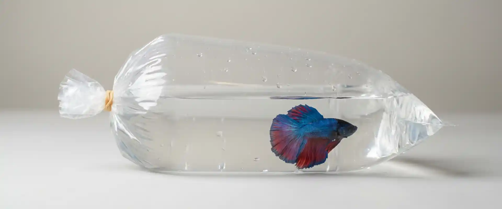 Wild betta breeding behavior and bubble nest in a natural setup