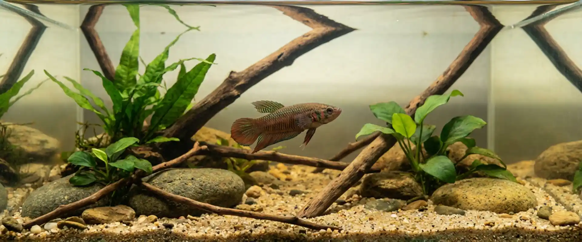 Show-quality wild betta fish portrait in a natural aquarium