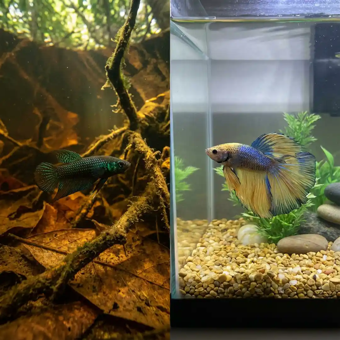 Wild betta habitat compared with a fancy betta aquarium