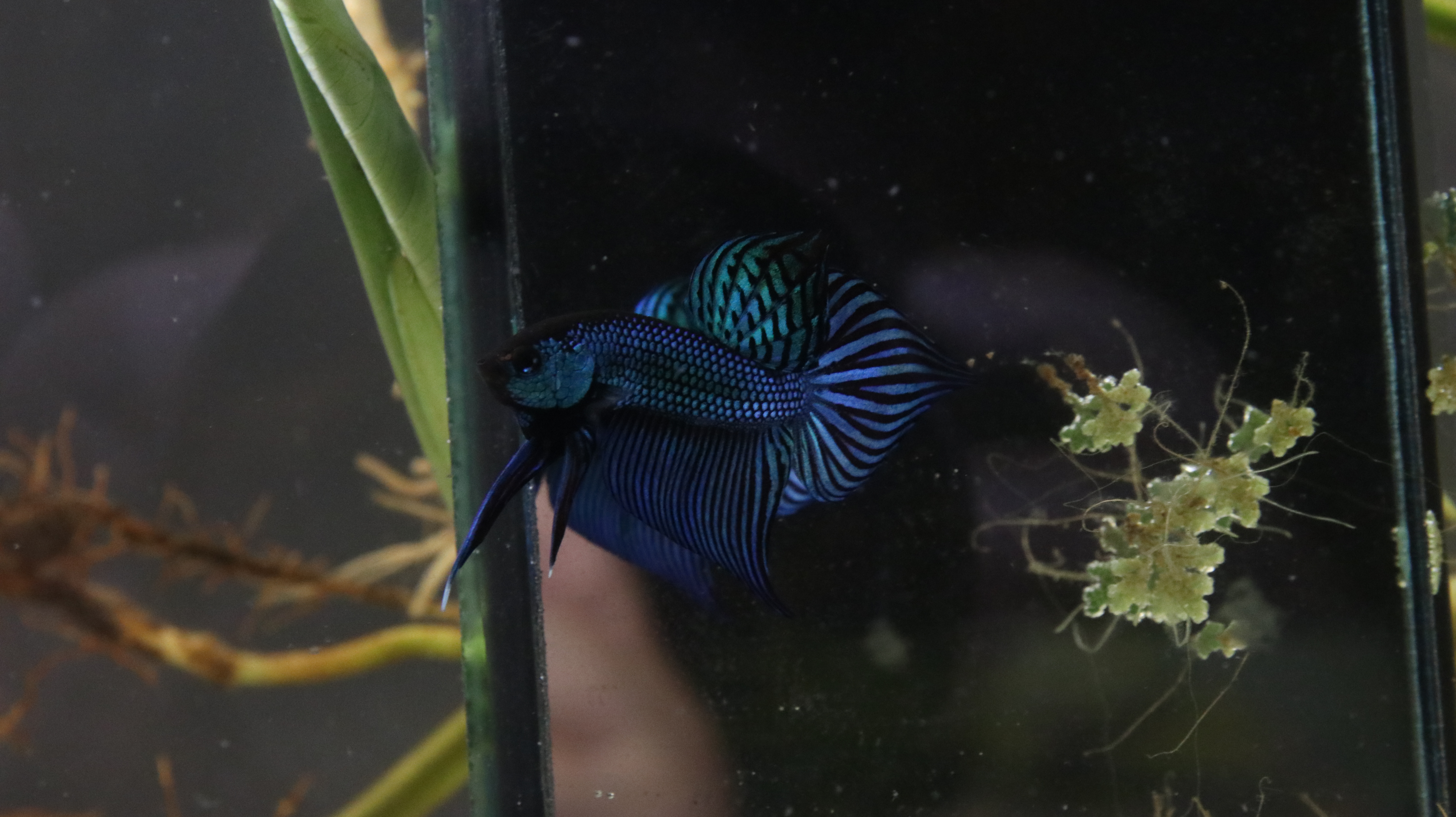 Healthy wild betta fish aquarium setup