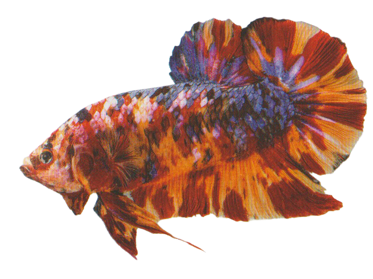 Giant Plakad short-fin ornamental betta standard in Thailand