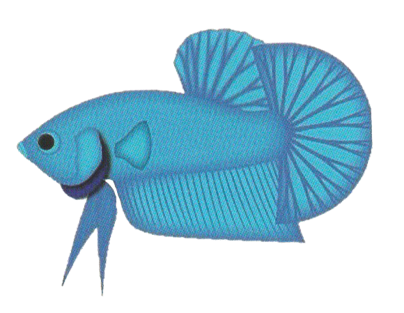 Halfmoon Plakad short-fin single-tail ornamental betta standard in Thailand