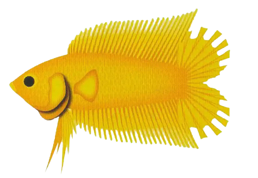Crowntail DTPK with separated double caudal lobes and extended fin rays