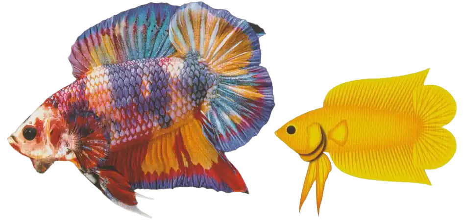 Halfmoon DTPK with balanced upper and lower caudal-fin lobes