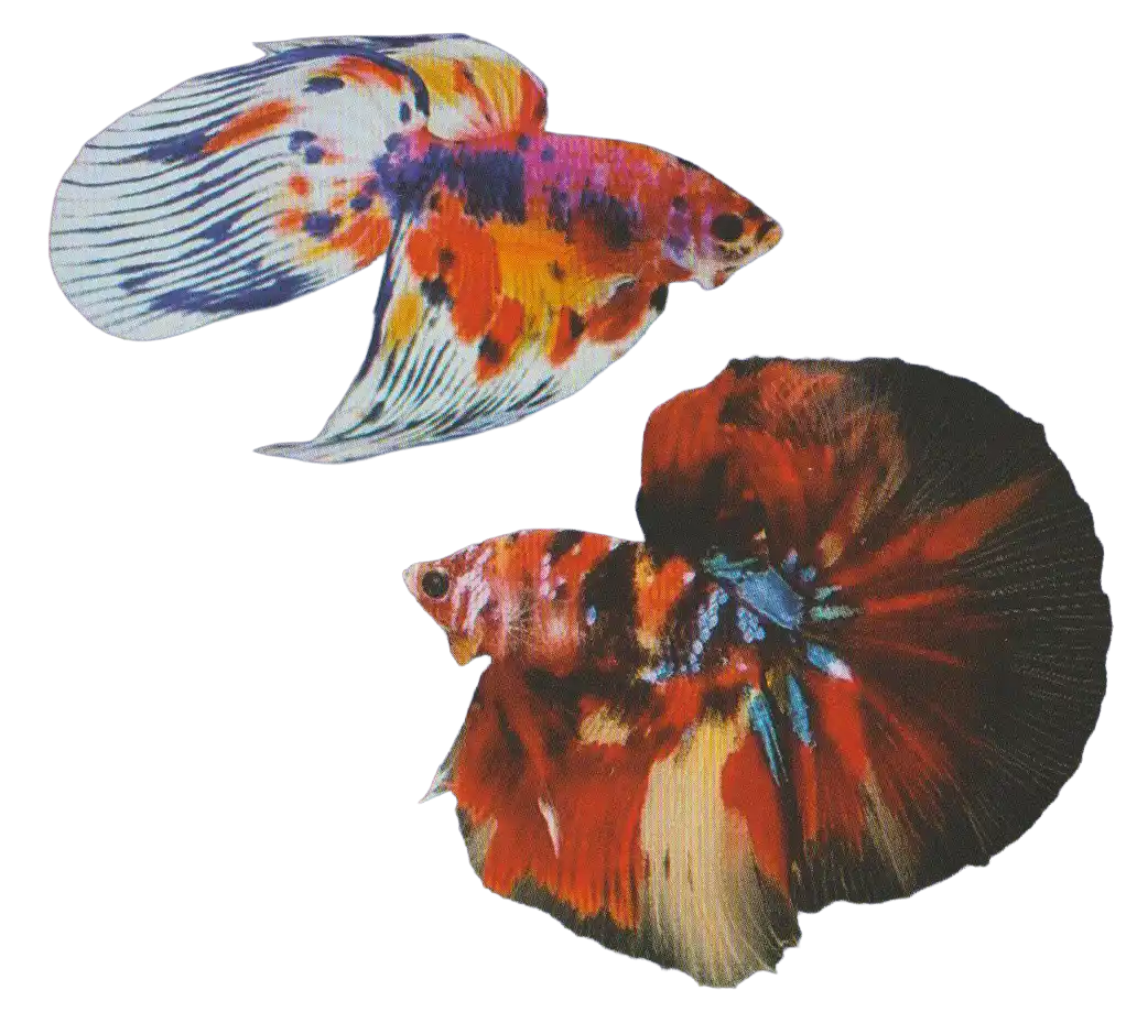 Long Fin Single Tail bettas with extended fins
