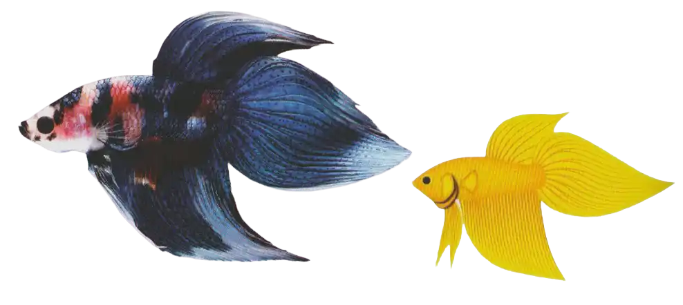 Brush Tail betta with a pointed caudal-fin tip