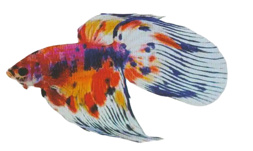 Horse Tail betta with a rounded caudal-fin tip