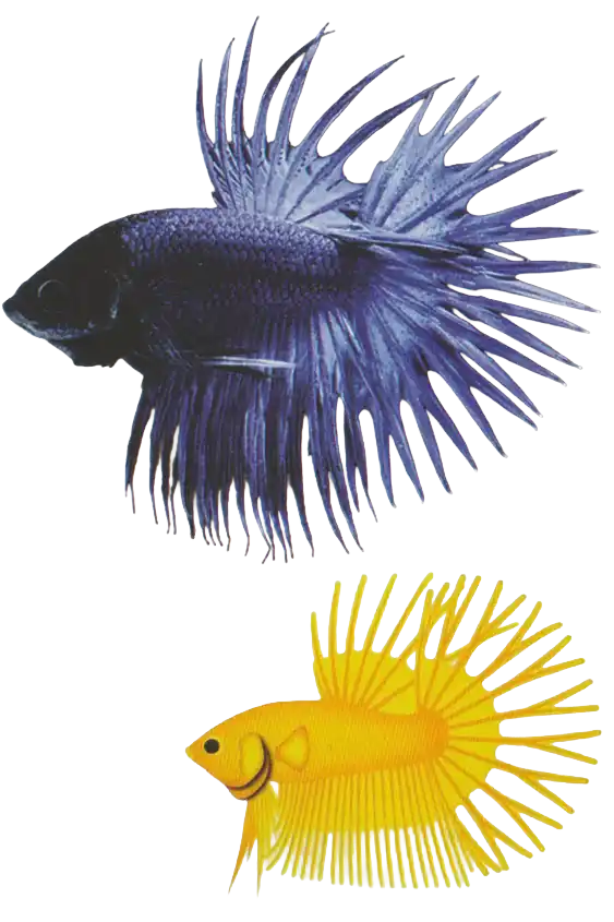 Double Rays CT showing caudal-fin rays split into two