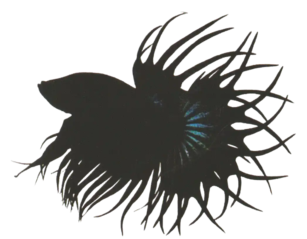 King CT with paired caudal-fin tips curving toward each other