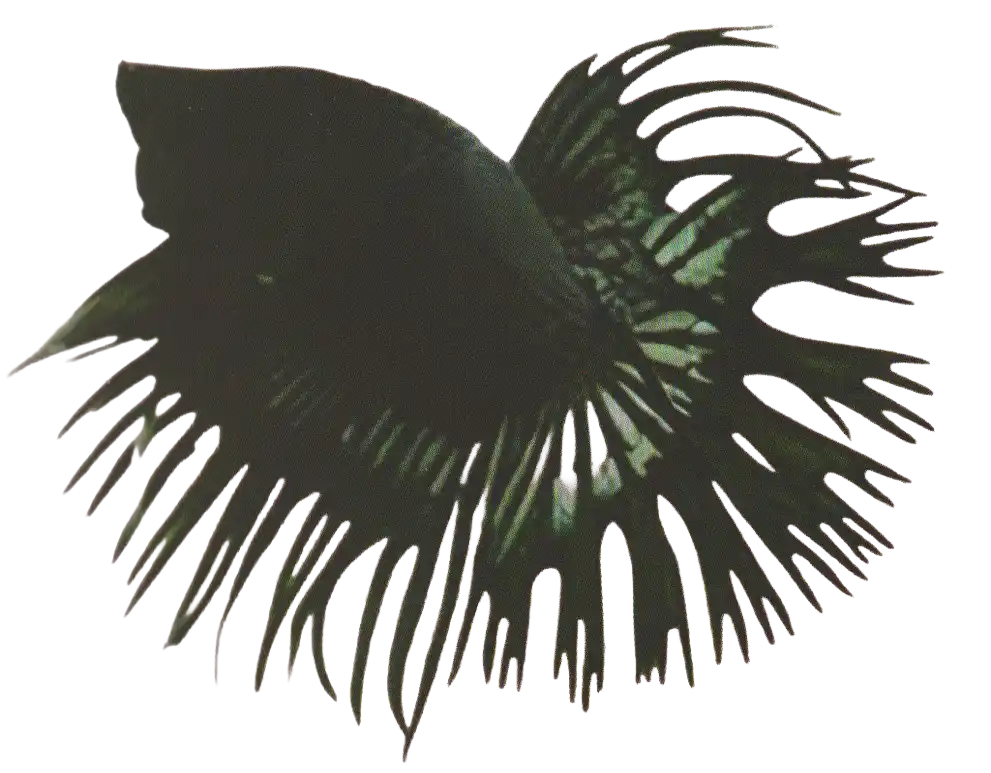 Double Double Rays CT showing caudal-fin rays split into four