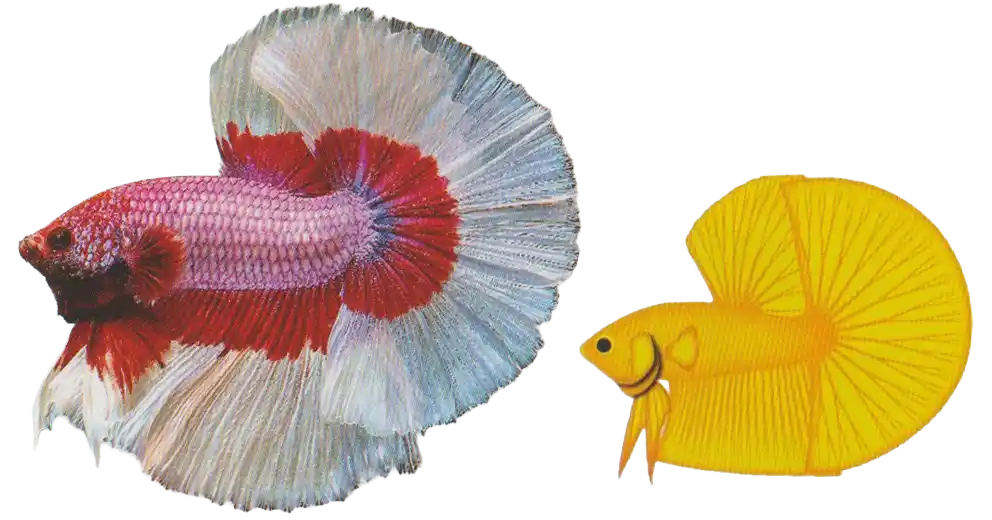 Halfmoon betta with a broad semicircular caudal fin