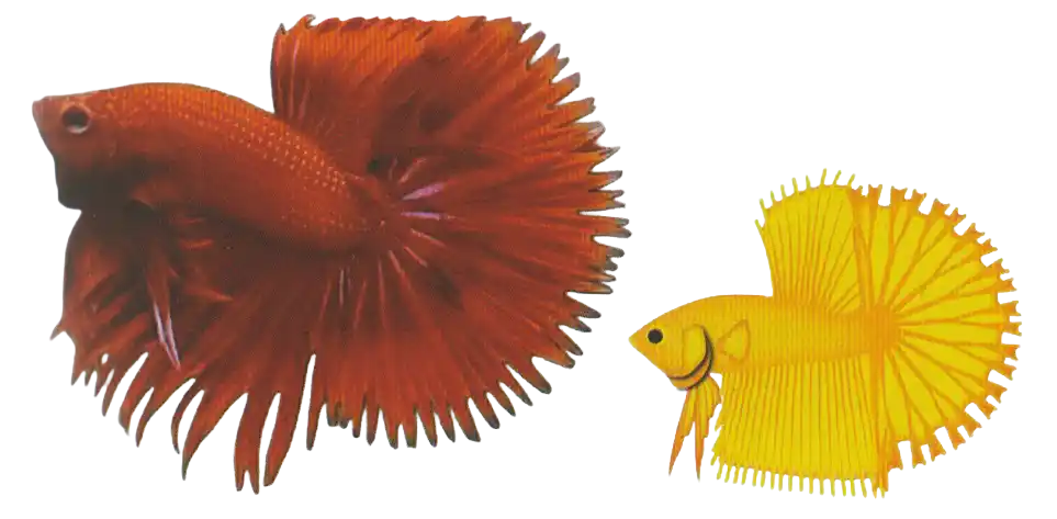 Halfsun betta with sun-ray-like serrations around the fins