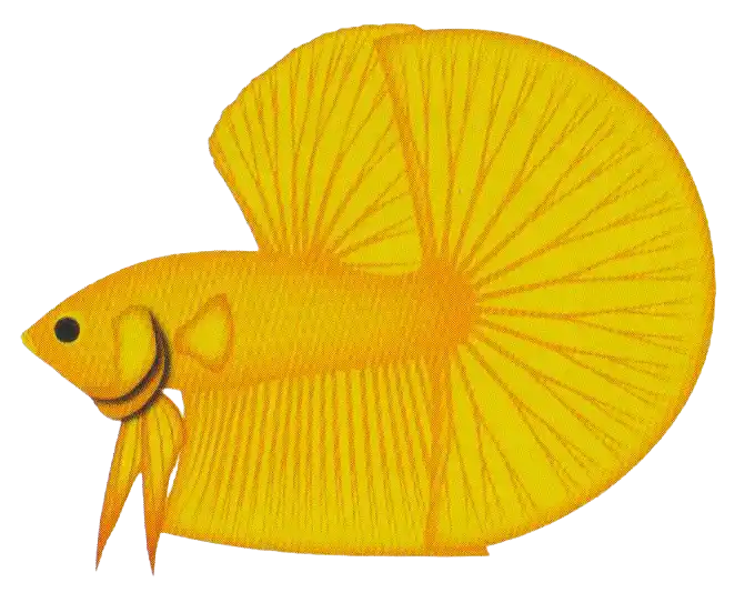 Giant Long Fin ornamental betta reference illustration