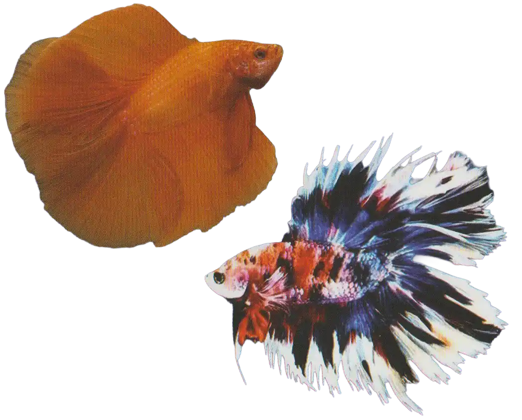 Long Fin Double Tail ornamental bettas showing divided caudal fins