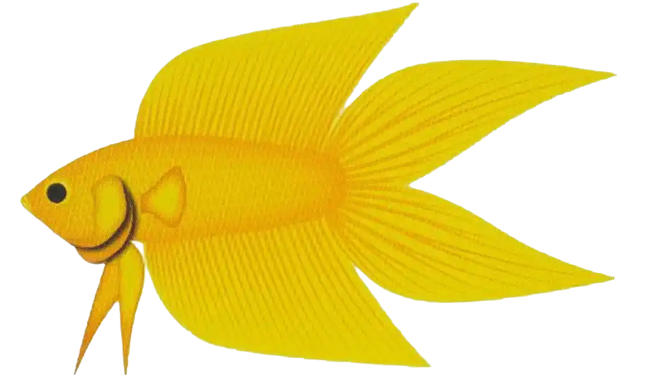 DT Brush Tail with two long pointed caudal-fin sections