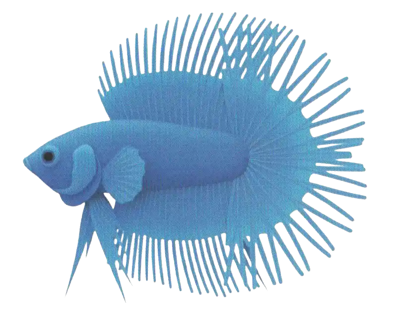 DT Crowntail with two sections and crown-like extended fin rays