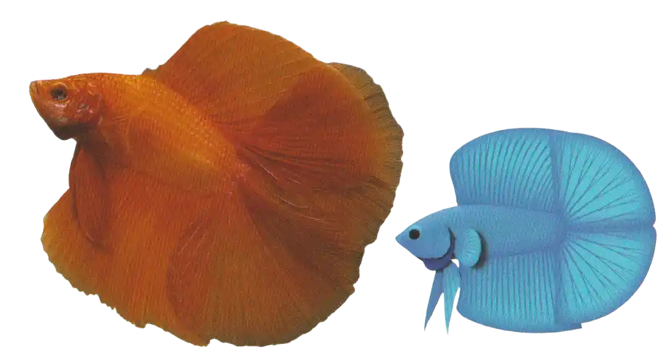 DT Halfmoon examples with two balanced caudal-fin sections